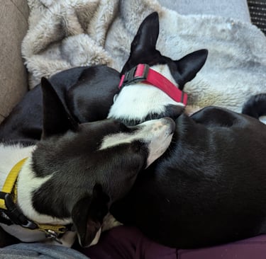 dogs snuggle up on the couch next to their pet sitter