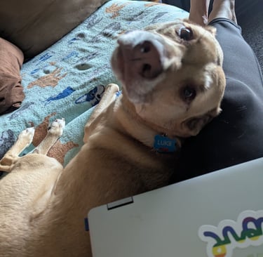dog looking for treats
