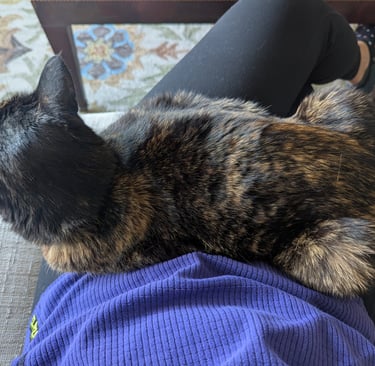 cat loves to snuggle on their pet sitters lap