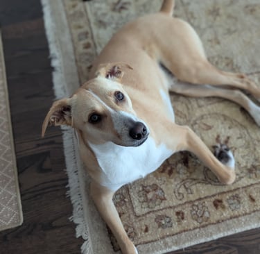 lab mix looks up at the camera after a walk