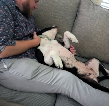 gentle man cuddles with sleepy pit bull on a couch