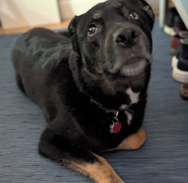 rottweiler/shepherd mix gazes up lovingly at his walker