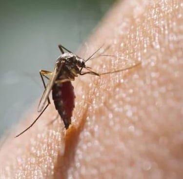 chikungunya.jpg