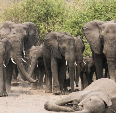 Elephant