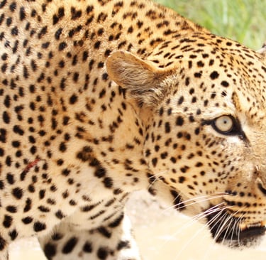 A wild African leopard with golden spotted fur stalks through the savanna grass.