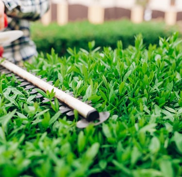 Landscape Bush and Shrub Pruning