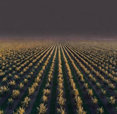 Campos frutícolas de Lleida, zona de actuación de Ineva Detectives en investigación empresarial agro