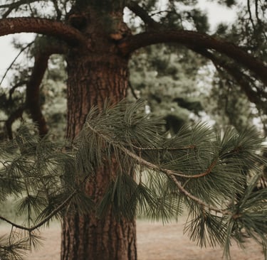 Pine Tree