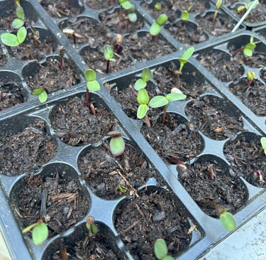 Baby sunnies (sunflowers)