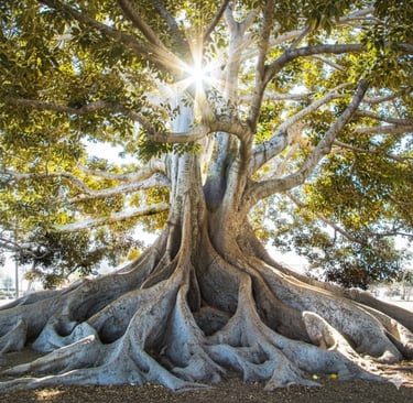 lovely tree