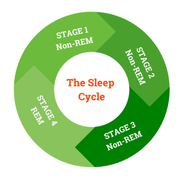 The Sleep Cycle
