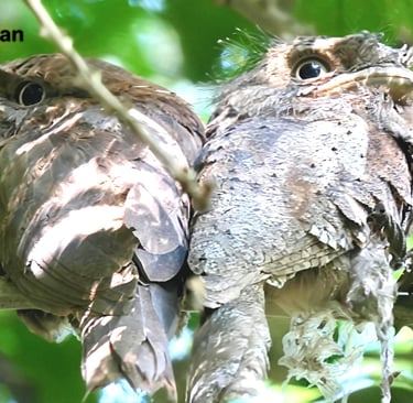 two ceylon frogmouth.