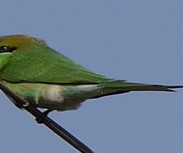 A green bee eater. A tiny bird that I photographed in Delhi.