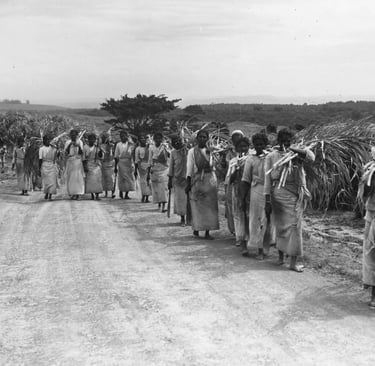Indentured women workers at a Sugarcane farm.