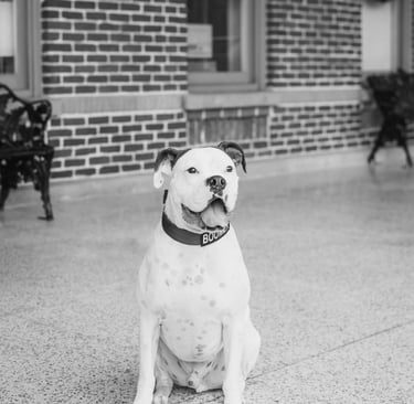 Boomer a dog sitting on the sidewalk in front of a brick building