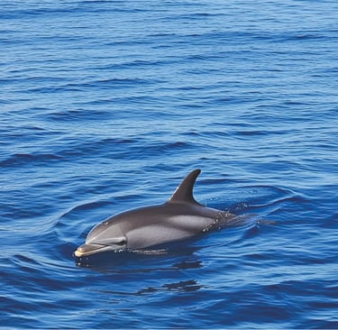 dolphin in puerto banus marbella sea
