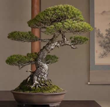 Traditional Japanese black pine bonsai tree in a ceramic pot displayed in a zen interior.