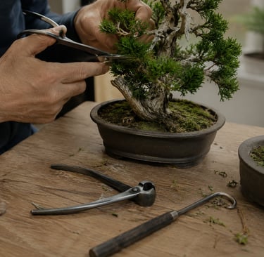 Gardener using pruning shears to carefully trim a juniper bonsai tree in a ceramic pot.