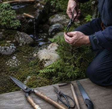 A gardener meticulously pruning a bonsai pine tree with traditional Japanese garden tools.