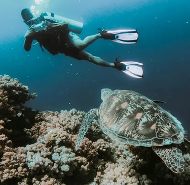 Diving with turtle in Philippines