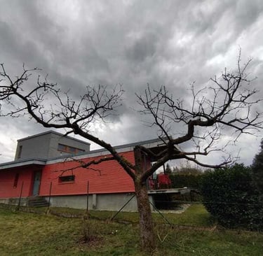 Řez ovocného stromu v Přerově