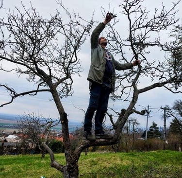 Řez ovocné dřeviny v Prostějově
