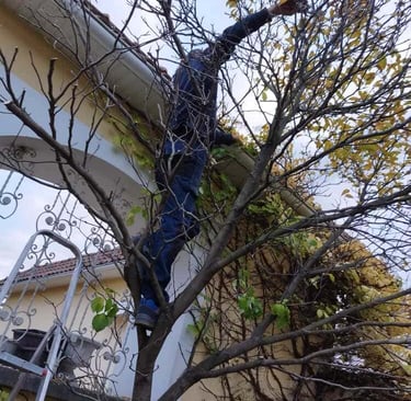 Průřez ovocného stormu v Prostějově