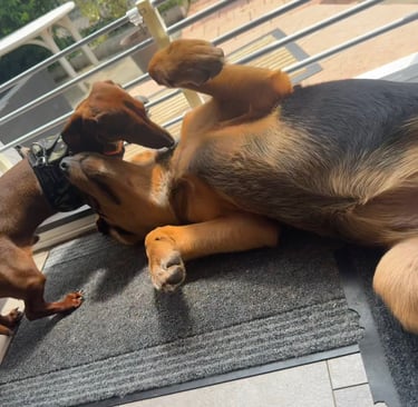 chien teckel jouer