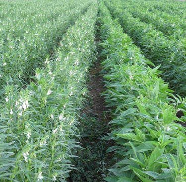 Sesame Filed Basha Seed Corporation