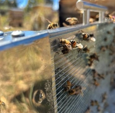 #Trampa #Apitoxina #Apitoxin #Trap #Bee #Venom