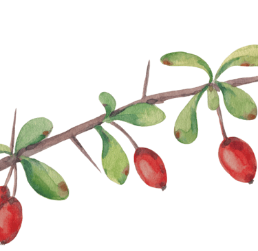 muddy colour twig with red berries pictureup