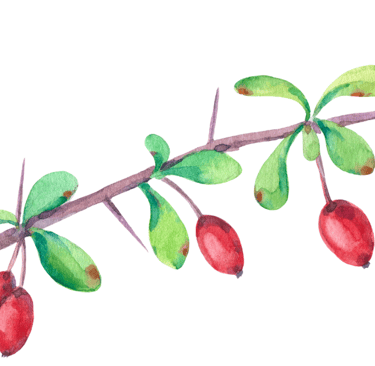 vibrant colour twig with red berries pictureup