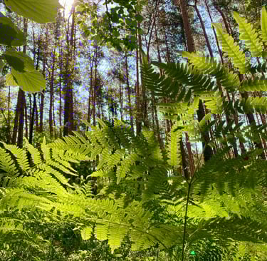 a forest scene with a lot of green leaves