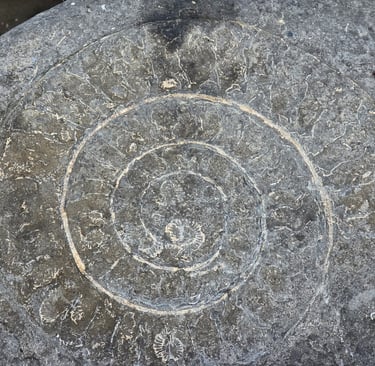 A beautiful ammonite fossil on Monmouth Beach near Lyme Regis on the Jurassic coast