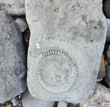 An ammonite fossil on Monmouth Beach near Lyme Regis on the Jurassic coast