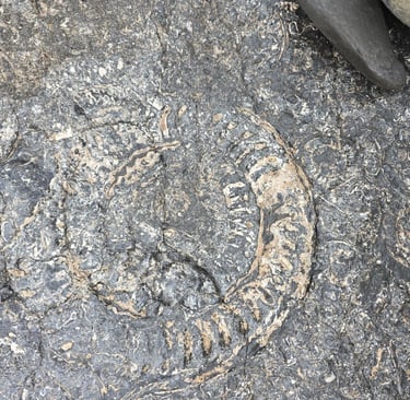 fossil at Kilve Beach Sommerset