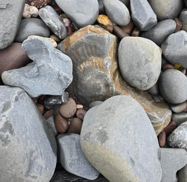 Another fossil at Kilve Beach Sommerset