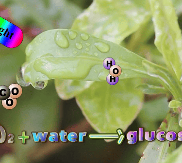 The equation for photosynthesis