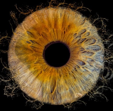 photo iris bordeaux