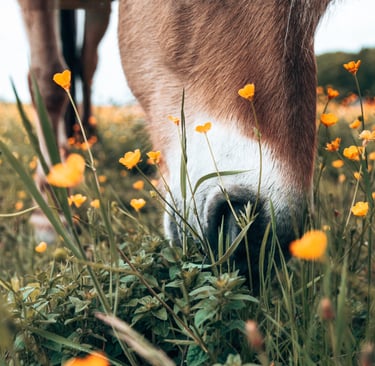 A nose of a brown horse amongst little yellow flowers