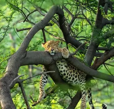 Jungle Safari Gurgaon
