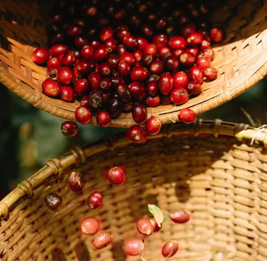 Cherry Fruit
