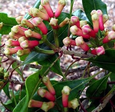 Cloves growing at a Zanzibar spice plantation – the island’s most famous export and highlight of Zanzibar Spice Tour