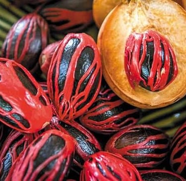 Nutmeg fruit display on a Zanzibar spice tour – tastes, history and aroma