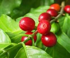 Black pepper vines growing in Zanzibar’s spice plantations – authentic spice farm visit