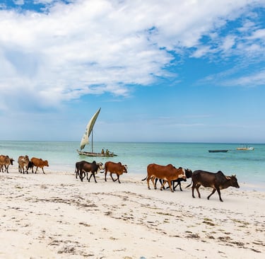 Cows walking along the sandy beach during a scenic Zanzibar village tour, showcasing local wildlife and coastal beauty