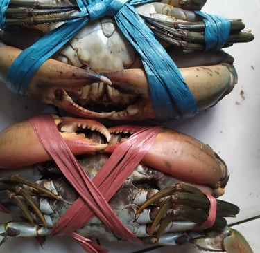 kepiting super. toko kepiting. jual kepiting. kepiting surabaya. kepiting sidoarjo