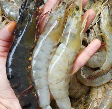 udang segar, udang tambak, udang vanamie