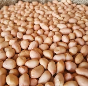 Java Peanuts Exporters from India 