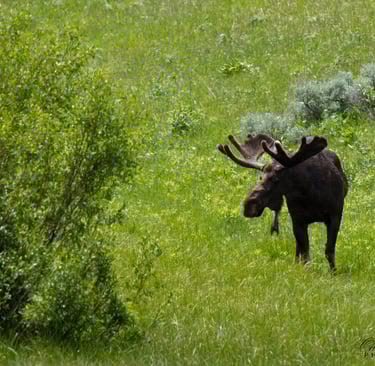 Moose in Yellowstone